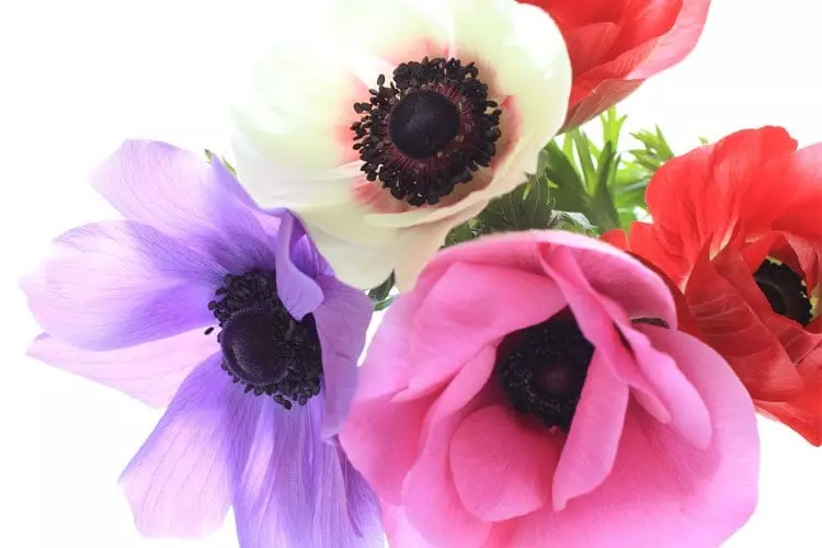 Vilken blomma är du?