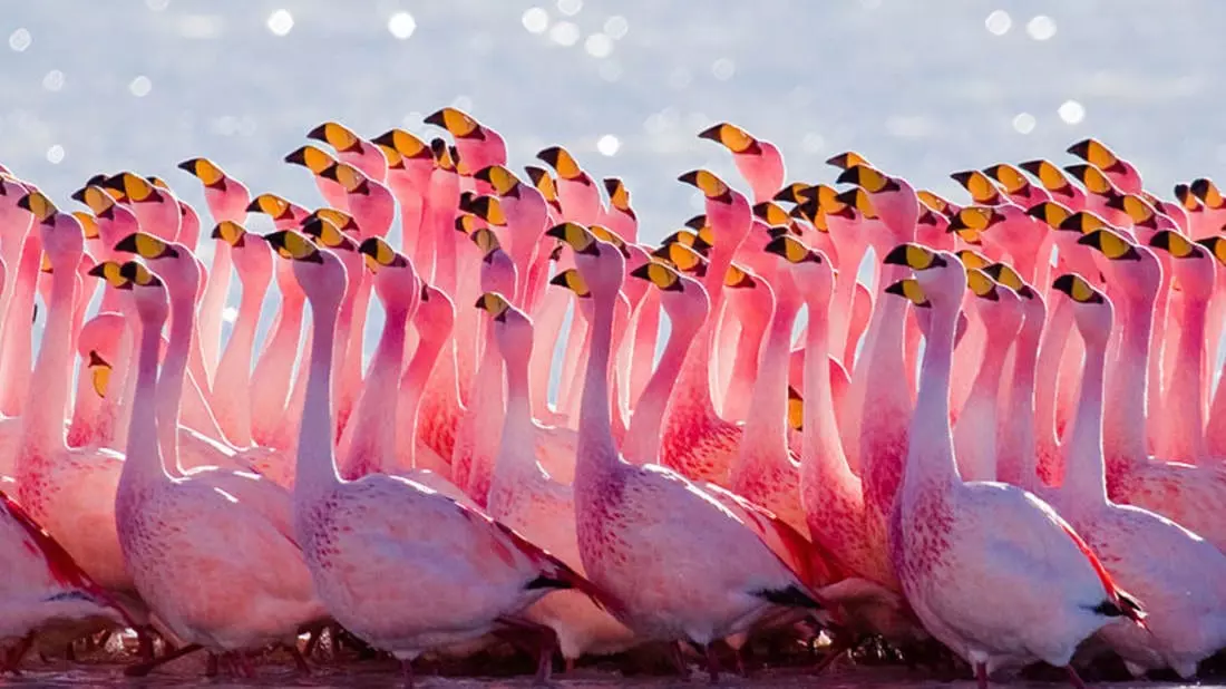 Varför är flamingos rosa?