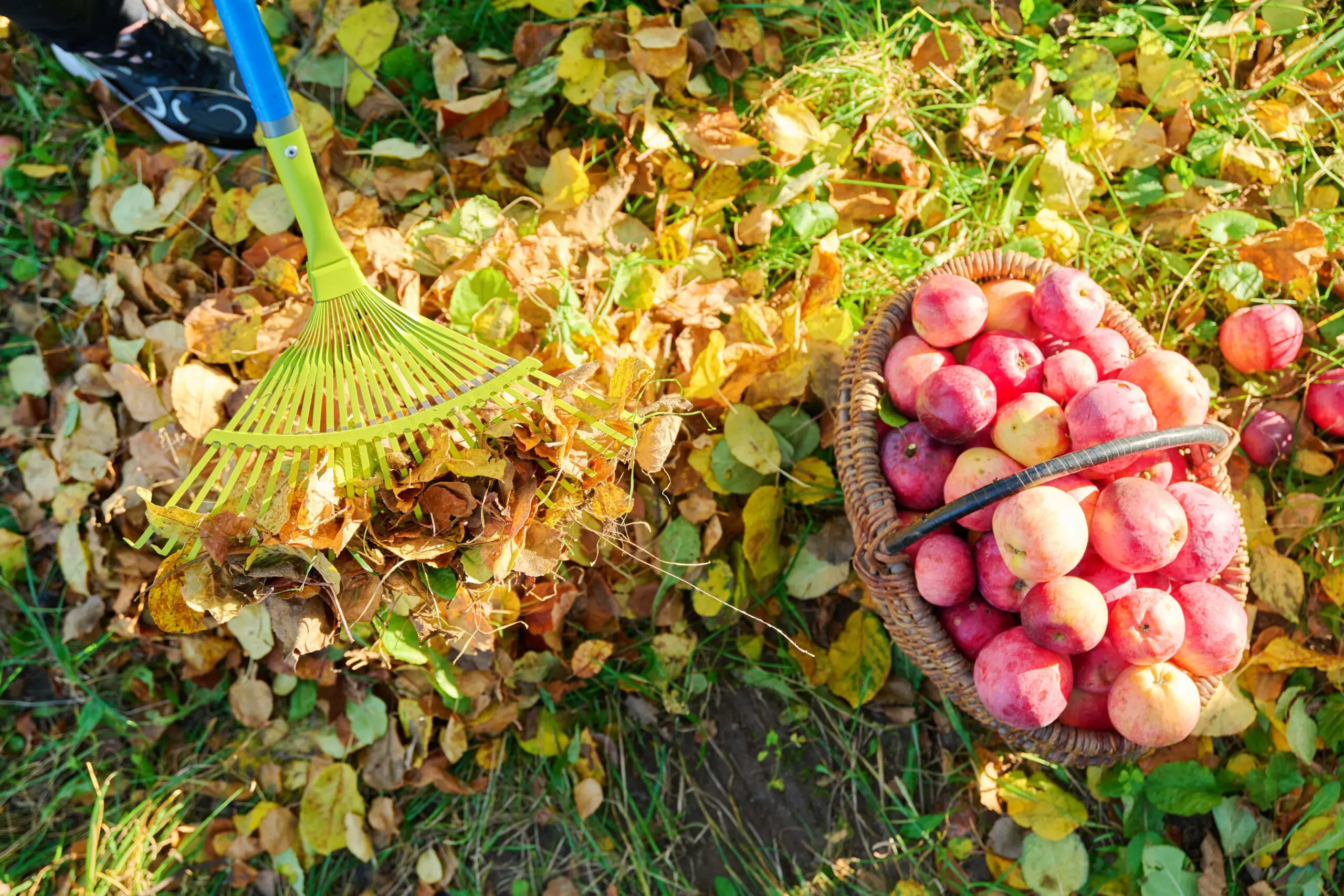 seasonal-autumn-garden-work-woman-raking-leaves-w-2023-01-04-03-45-47-utc-min