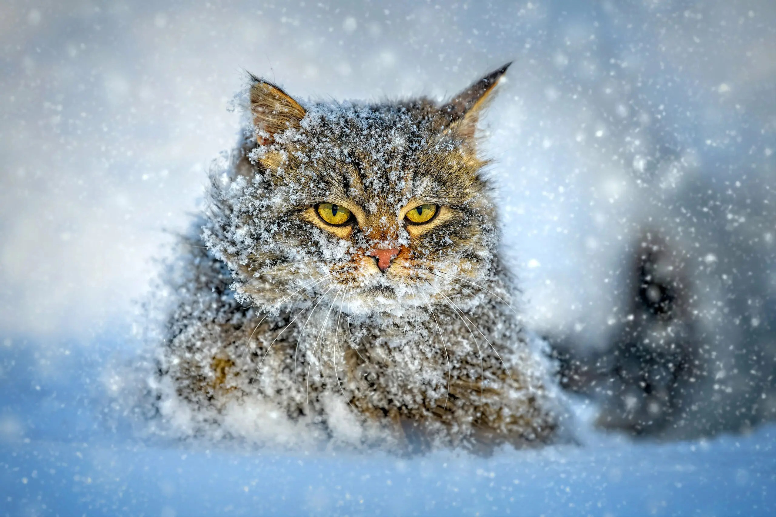 cat-walking-in-the-snow-in-winter-2023-11-27-05-17-43-utc (1)-min